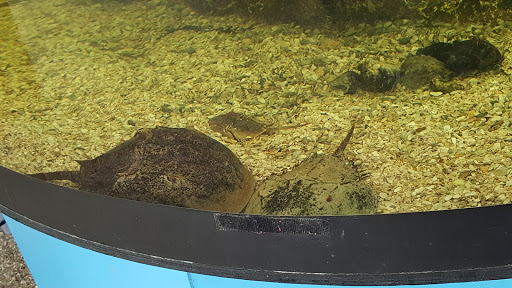 Aquarium «St. Augustine Aquarium», reviews and photos, 2045 FL-16, St Augustine, FL 32084, USA