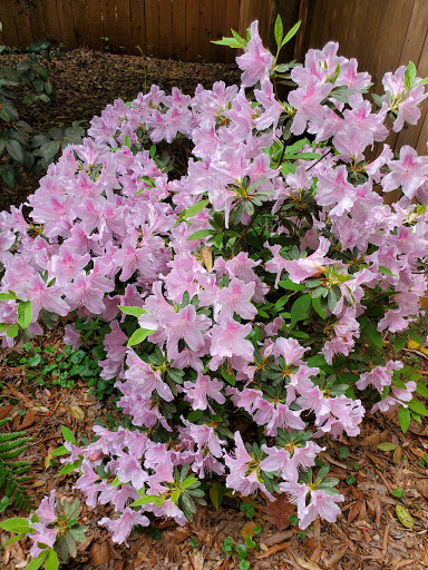 Garden «Wing Haven», reviews and photos, 248 Ridgewood Ave, Charlotte, NC 28209, USA