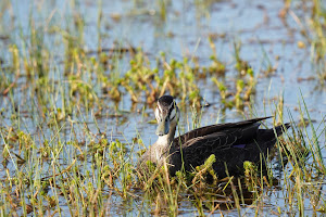 Life estate wetlands