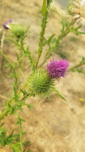 Park «Evelyn M. Schiffler Memorial Park», reviews and photos, SW Erickson Ave, Beaverton, OR 97005, USA