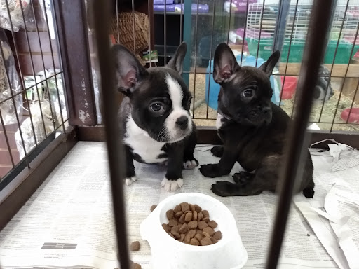 Pet Store «Pets Plus», reviews and photos, 454 TN-46, Dickson, TN 37055, USA