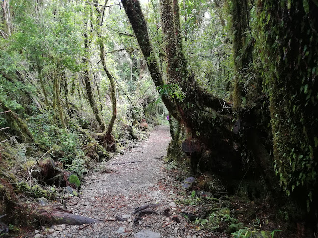 Parque Nacional Alerce Andino - Puerto Montt