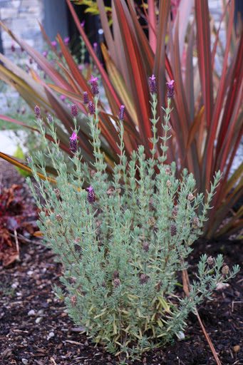 Landscaper «Blacklotus Landscaping LLC», reviews and photos