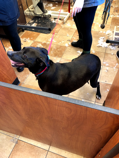 Pet Supply Store «PetSmart», reviews and photos, 1115 Vidina Pl, Oviedo, FL 32765, USA