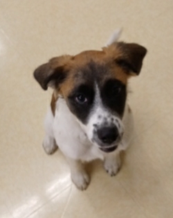 Pet Supply Store «Petco Animal Supplies», reviews and photos, 1514 Country Road 220, Fleming Island, FL 32003, USA