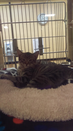 Pet Supply Store «PetSmart», reviews and photos, 8315 SW Jack Burns Blvd, Wilsonville, OR 97070, USA