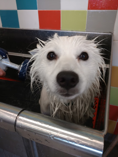 Pet Supply Store «Unleashed by Petco», reviews and photos, 475 E Avenida De Los Arboles a, Thousand Oaks, CA 91360, USA