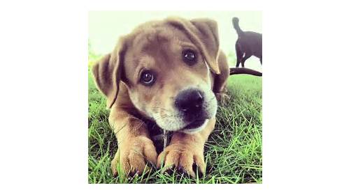 Pet Groomer «Splash and Dash Groomerie & Boutique», reviews and photos, 224 Peachtree East Shopping Center, Peachtree City, GA 30269, USA