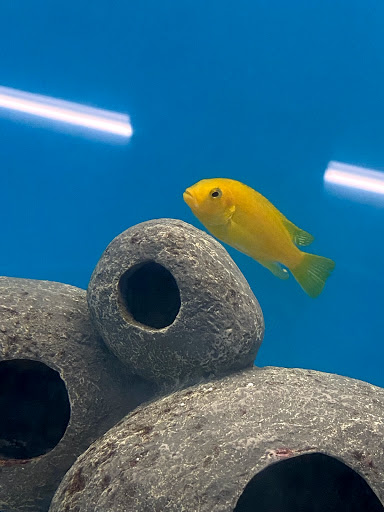 Pet Supply Store «PetSmart», reviews and photos, 7600 Edinger Ave, Huntington Beach, CA 92647, USA