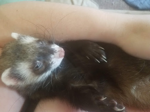 Pet Supply Store «Pet Supplies Plus», reviews and photos, 2424 W State St, Alliance, OH 44601, USA