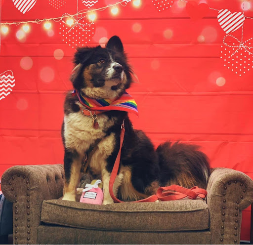 Pet Supply Store «Pet Supplies Plus», reviews and photos, 305 Sidney Baker St S #400, Kerrville, TX 78028, USA