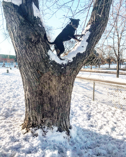 Dog Park «St. Anthony Parkway Off-Lease Dog Park», reviews and photos, 700 St Anthony Pkwy, Minneapolis, MN 55418, USA