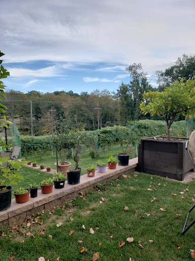 Vineyard «Rosabianca Vineyards», reviews and photos, 1536 Middletown Ave, Northford, CT 06472, USA