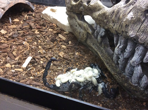 Pet Store «Oasis Tropicals», reviews and photos, 507 Commerce St, Pleasanton, TX 78064, USA