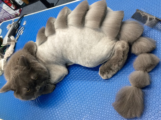 Pet Store «Doggy Dog World Inc», reviews and photos, 2552 Coney Island Ave, Brooklyn, NY 11223, USA