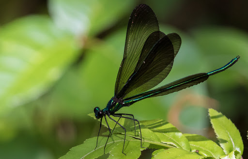 Park «Lake Mills Park», reviews and photos, 1301 Tropical Ave, Chuluota, FL 32766, USA