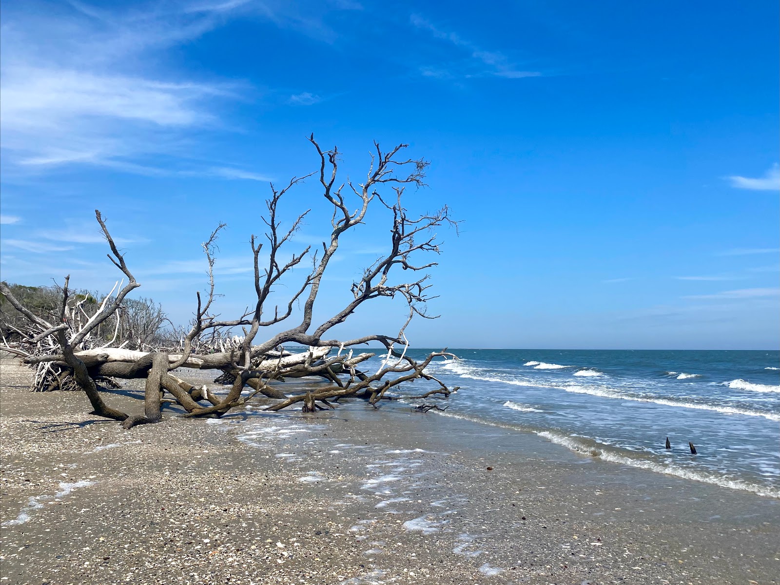 Valokuva Driftwood beachista. pinnalla turkoosi puhdas vesi:n kanssa