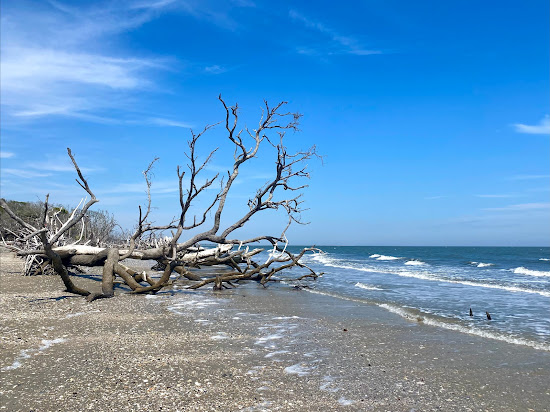 Driftwood beach
