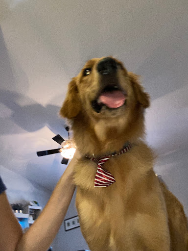 Pet Supply Store «PetSmart», reviews and photos, 919 Lakeland Park Center Dr Unit 380, Lakeland, FL 33809, USA