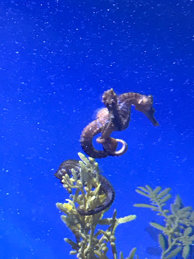 Amusement Center «Thrill It Fun Center», reviews and photos, 20 City Blvd W, Orange, CA 92868, USA