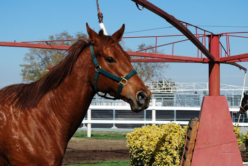 Ed Moger Racing Stable