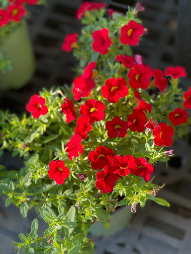 Hardware Store «Pittsburg Ace Hardware», reviews and photos, 125 E Leland Rd, Pittsburg, CA 94565, USA