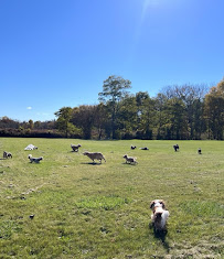 The Dog Chateau - Photo 2 - Car repair in Glenville, NY, Albany