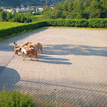 Photo n°3 de l'avis de Graziano.a fait le 11/07/2021 à 13:40 sur le  Albergo Trattoria Dazze à Marcheno