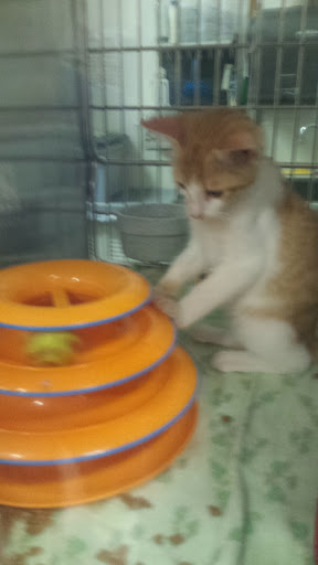 Pet Supply Store «PetSmart», reviews and photos, 4240 S Mooney Blvd, Visalia, CA 93277, USA