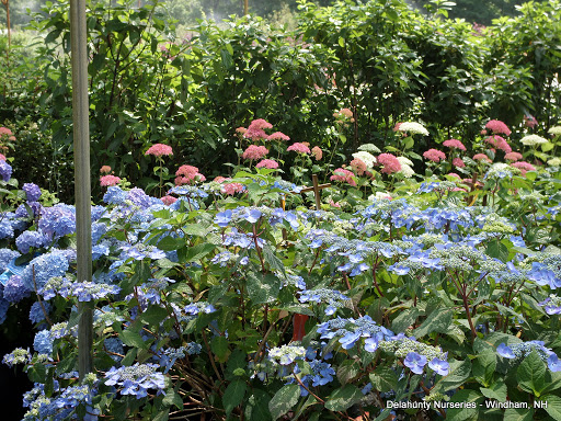 Garden Center «Delahunty Nurseries & Florist», reviews and photos, 41 Range Rd, Windham, NH 03087, USA