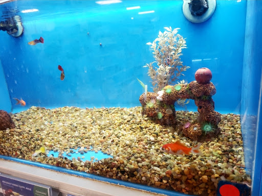 Pet Supply Store «PetSmart», reviews and photos, 9589 Ridgetop Blvd NW, Silverdale, WA 98383, USA