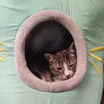 Photo n° 4 de l'avis de Pferd.o fait le 04/02/2023 à 12:43 pour Aux Cat'Coins du Monde à Roanne