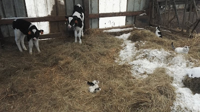 Wernert Gaec à Wolschheim