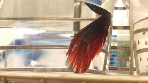 Pet Supply Store «Petco Animal Supplies», reviews and photos, 4665 Garth Rd #400, Baytown, TX 77521, USA