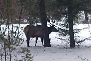 Elk Tracks Lodge image