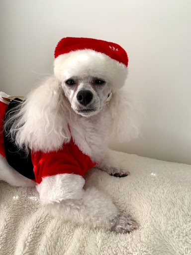 Pet Supply Store «PetSmart», reviews and photos, 1391 S Commons Dr, Myrtle Beach, SC 29588, USA