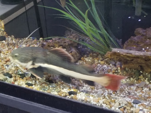 Pet Supply Store «Tropical World Pets», reviews and photos, 8444 Watson Rd, Webster Groves, MO 63119, USA