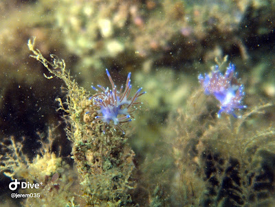 Nautilus Club à Questembert
