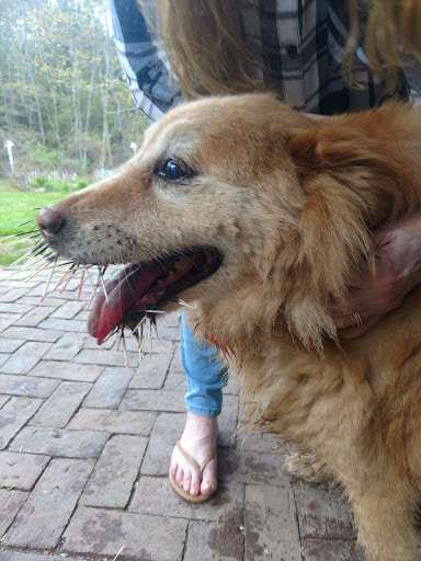 Porchside Veterinary Care image