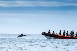 Padstow Sealife Safaris - Wildlife Watching Boat Trips Cornwall image