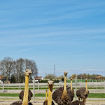 Photo n°2 de l'avis de Andy.c fait le 18/04/2022 à 15:30 sur le  Straussenfarm Burkhardt à Schmölln