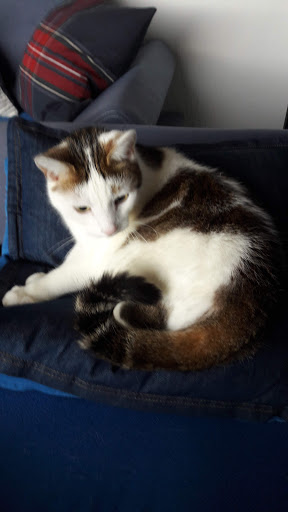 Dr.med.vet. Doris Poser vet unter Aßlar, 