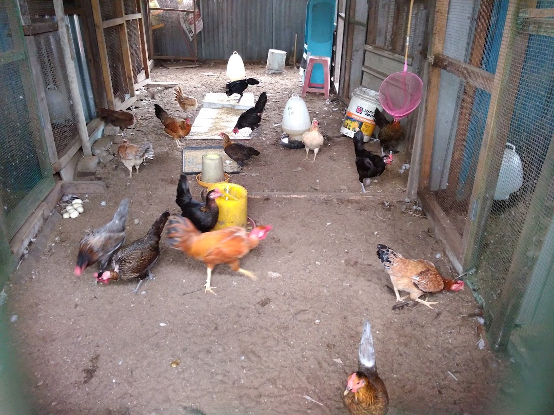 Arif backyard poultry