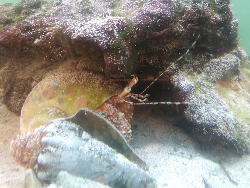 Aquarium «The River Center», reviews and photos, 805 US-1, Jupiter, FL 33477, USA