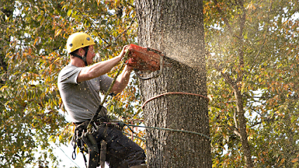 O & O Tree Service