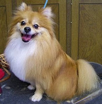 Pawtastic Pet Boarding - Photo 9 - Car repair in , Los Angeles