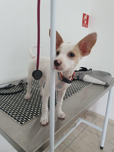 AnimalMed em São Paulo - SP