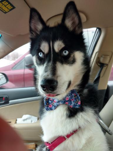 Pet Supply Store «PetSmart», reviews and photos, 4731 Commercial Dr, New Hartford, NY 13413, USA