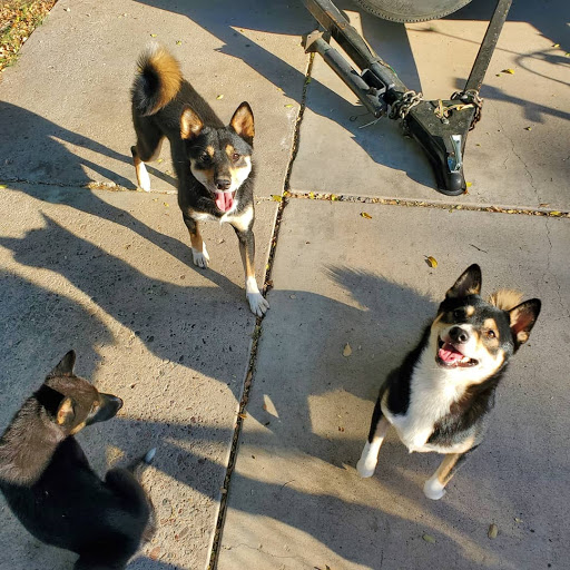 Pet Supply Store «Petco Animal Supplies», reviews and photos, 1142 Broadway, Chula Vista, CA 91911, USA