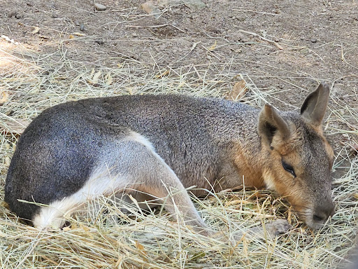 Zoo «Lupa Zoo», reviews and photos, 62 Nash Hill Rd, Ludlow, MA 01056, USA